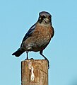 Western Bluebird, Sonoma, CA