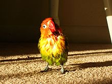 After a bath, they like to sun themselves. Wet Lovebird.JPG