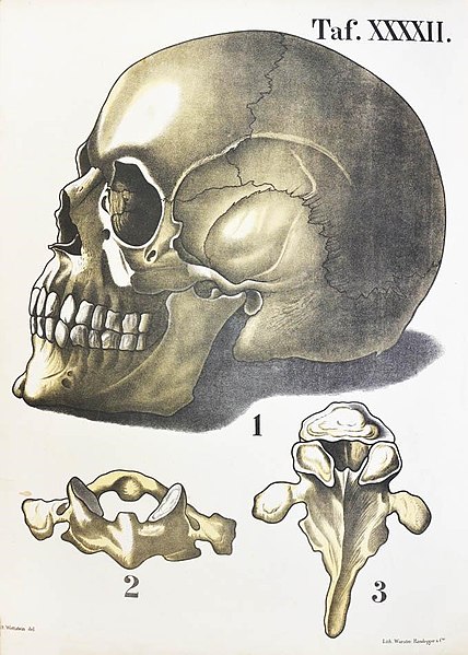 File:Wettstein Schädel.jpg