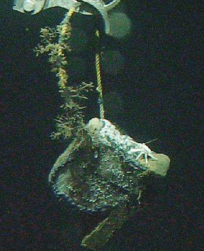 A whale bone being recovered from the Santa Catalina Basin floor five years after experimental emplacement. The bone surface contains patches of white