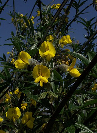 <i>Piptanthus</i> Genus of legumes