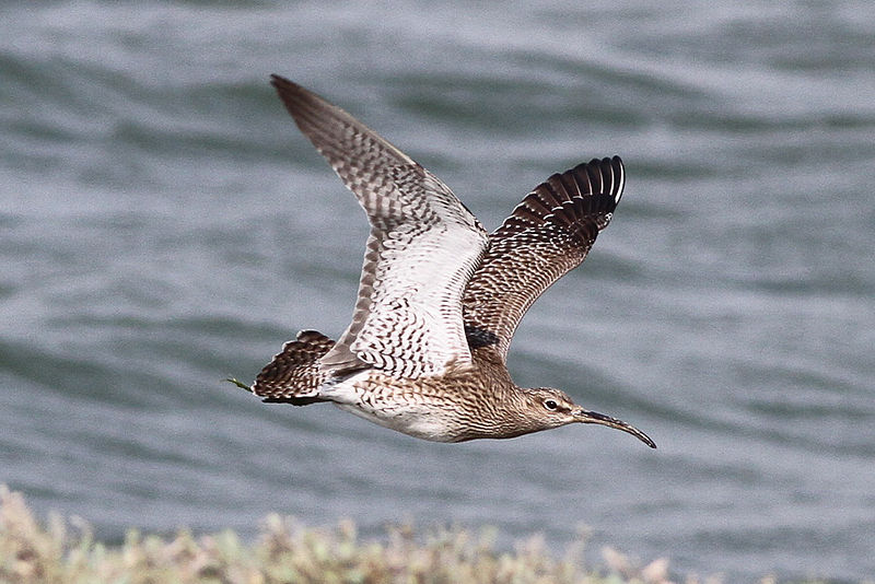 File:Whimbrel (Numenius phaeopus)-Jon Knight.jpg