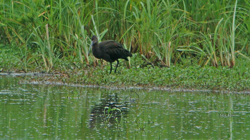 File:White-faced Ibis (8435439611).jpg