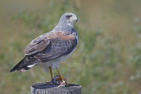 Канюк білохвостий (Geranoaetus albicaudatus)