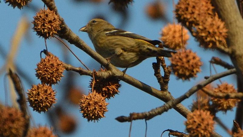 File:White-winged Crossbill (8228960718).jpg