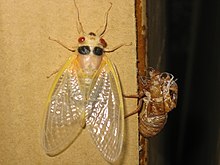 A newly emerged periodical cicada: millions emerge at once, at long intervals, likely to satiate predators. White cicada.jpg