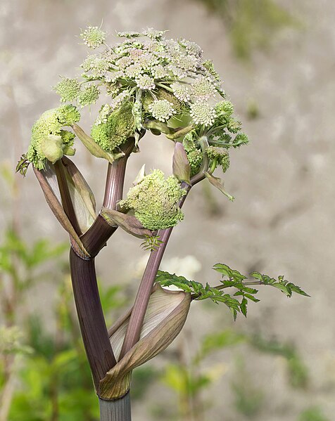 File:Wild angelica - bud opening.jpg