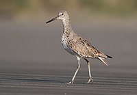 Willet-1APR2017.jpg