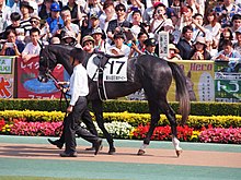 Win Bright - Japanese Derby 2017 (34952522675).jpg