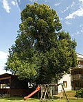 Winter linden (Tilia cordata)