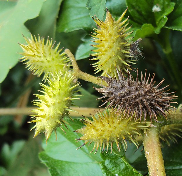 File:Xanthium indicum 04.JPG