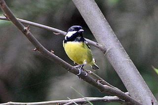<span class="mw-page-title-main">Yellow-bellied tit</span> Species of bird