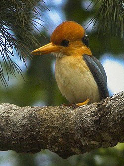 Yellow-billed Kingfisher - Papua NG.jpg
