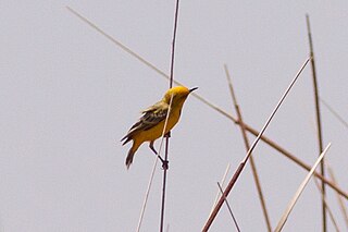 <span class="mw-page-title-main">Yellow chat</span> Species of bird