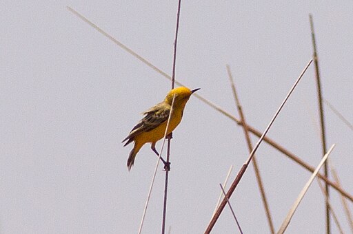 Yellow Chat (Epthianura crocea)