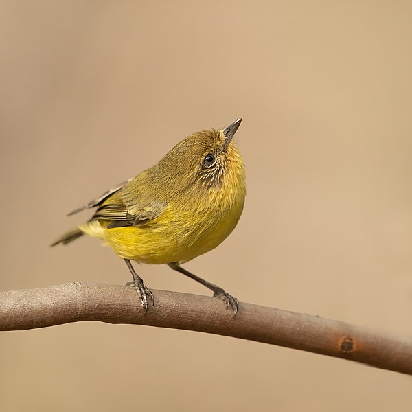 File:Yellow Thornbill - Castlereagh Nature Reserve.jpg