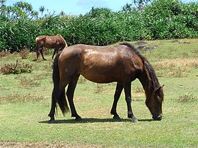 Cavalos no estado semi-selvagem na Ilha Yonaguni