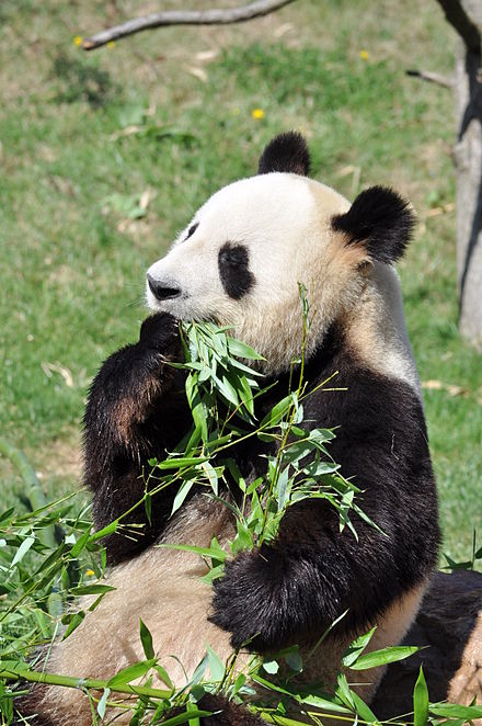 Animals review. Зоопарк Боваль. Большая Панда. Панды в дикой природе. Гигантская Панда.