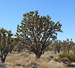 Large individual, Cima Dome, Mojave National Preserve