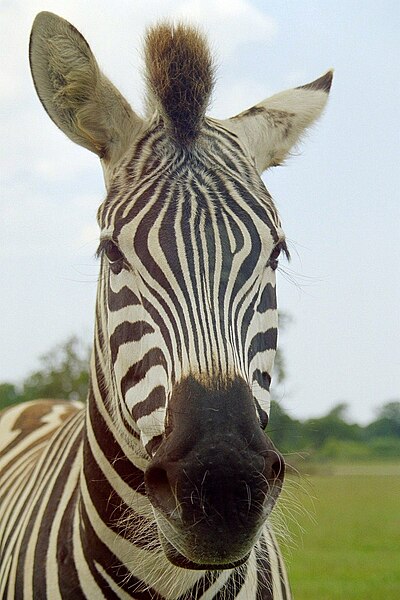 File:Zebra Knuthenborg.jpg