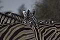 Zebra, Namibia