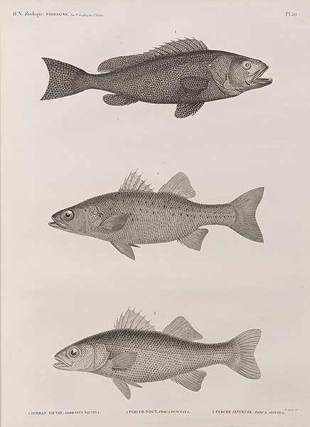 Pl.20 - 1. Serran tauvin (Serranus tauvina) 2. Perche noct (Perca punctata) 3. Perche sinueuse (Perca sinuosa)