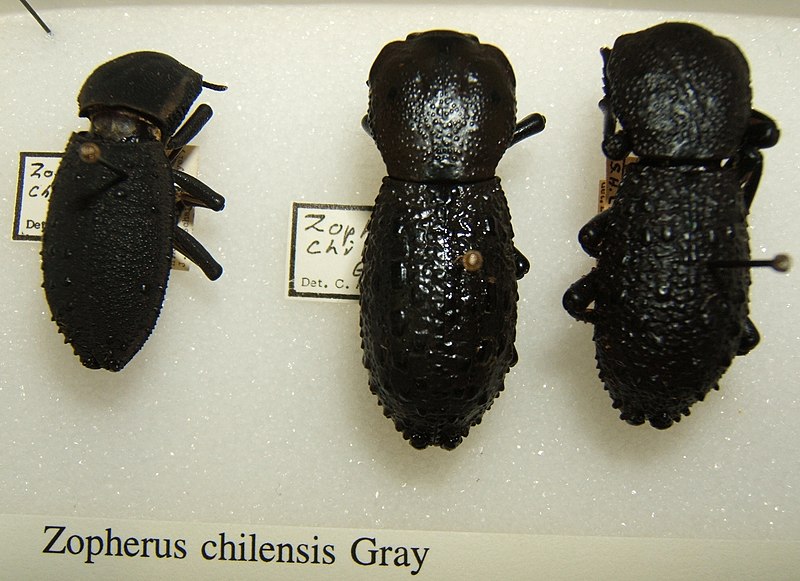 File:Zopherus chilensis sjh.jpg