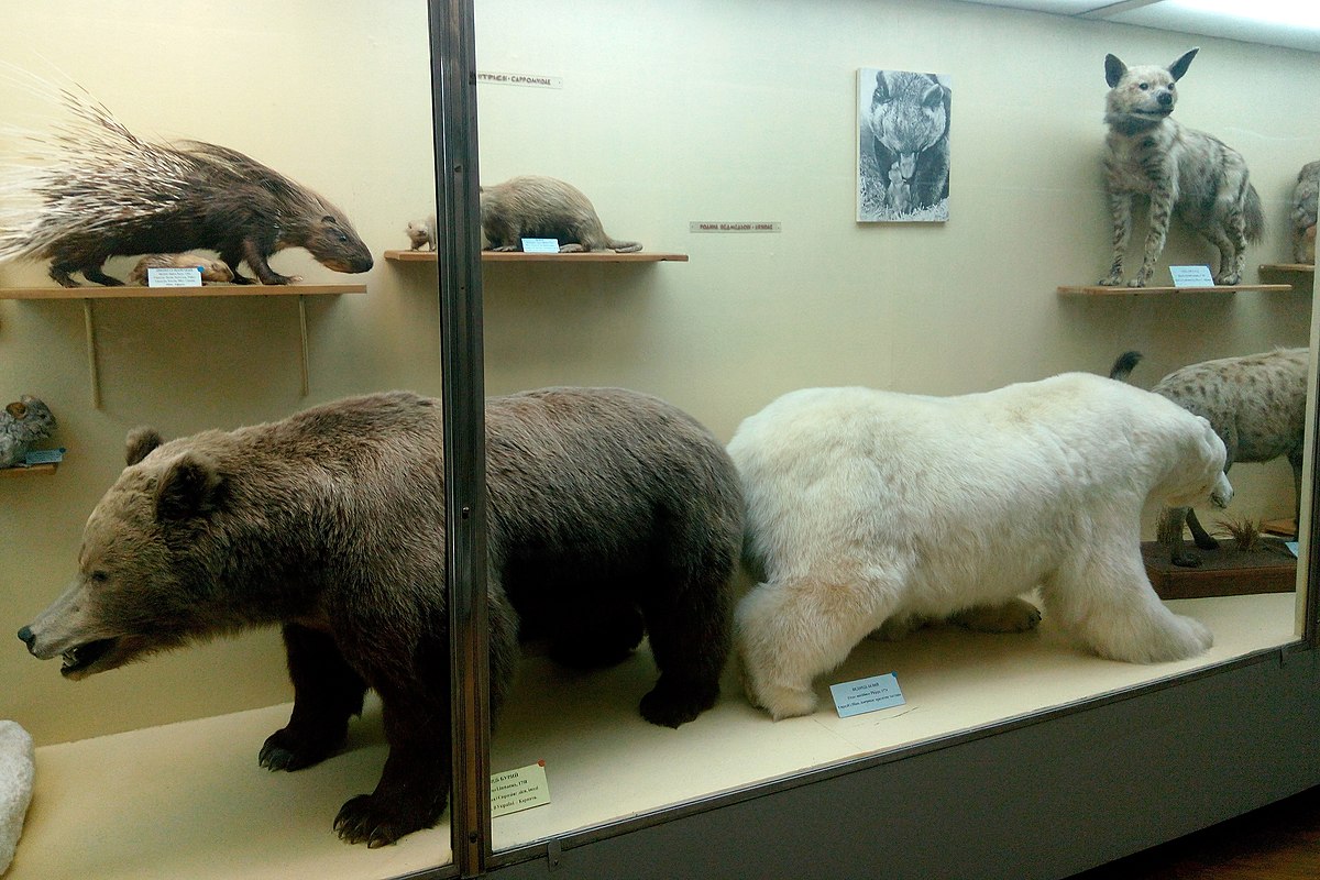Зоологический музей Сыктывкар