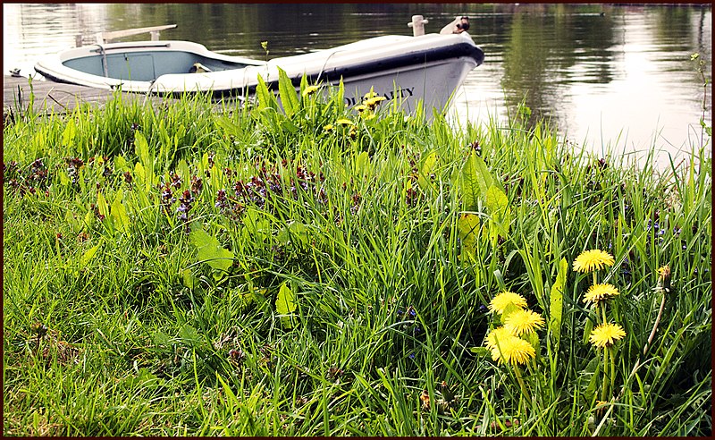 File:'Old Salty' tied-up nr. Shepperton Lock, Thames. - panoramio.jpg