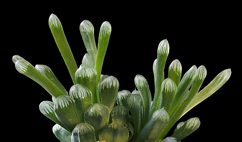 File:(MHNT) Haworthia cooperi var. truncata.jpg