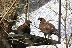 Златен Орел: Физички опис, Исхрана, Размножување