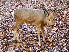 ♀ Сибирска сърна