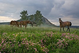 Konji na gori Tra-Tau v okrožju Išimbajski