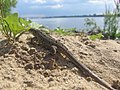 Прыткая ящерица на берегу Томи1.jpg