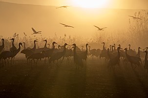 Grues cendrées sur le lac Agamon HaHula, au centre de la vallée de la Houla, au nord d’Israël. (définition réelle 5 760 × 3 840)