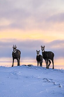 Famille de chamois en hiver