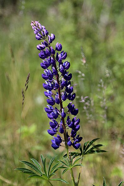 File:00 1378 Vielblättrige Lupine (Lupinus polyphyllus).jpg