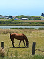 01 People and Horses of Auckland.jpg