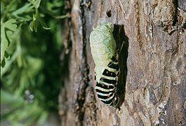 04 Métamorphose chenille Machaon.jpg