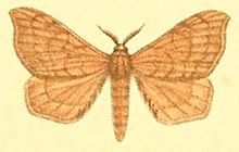 09-Racinoa metallescens (Möschler، 1887) (Opsirhina) .JPG