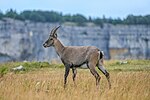 Thumbnail for File:094 Wild female Alpine Ibex at Creux du Van Photo by Giles Laurent.jpg