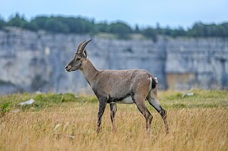 Wild female Alpine Ibex at Creux du Van