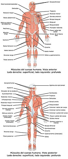 Tender Integral Tesauro Cuerpo humano - Wikipedia, la enciclopedia libre