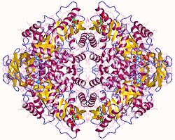 Pyruvate kinase