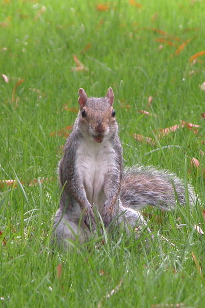 File:2003-11-04 Squirrel at Duke University 1.jpg