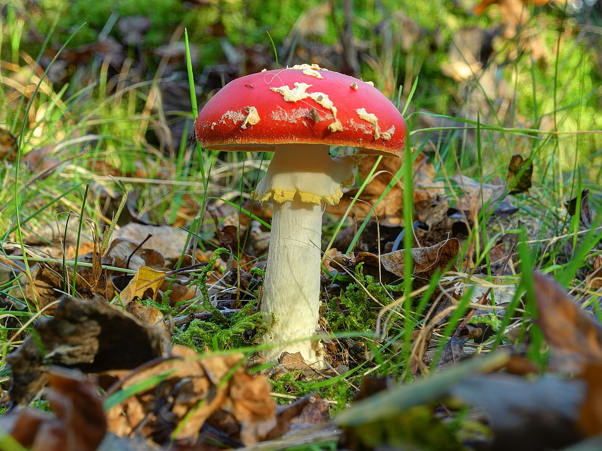 Аманита Мускария зеленая. Аманита клаб. Amanita ocreata гриб. Мухомор Полтава.