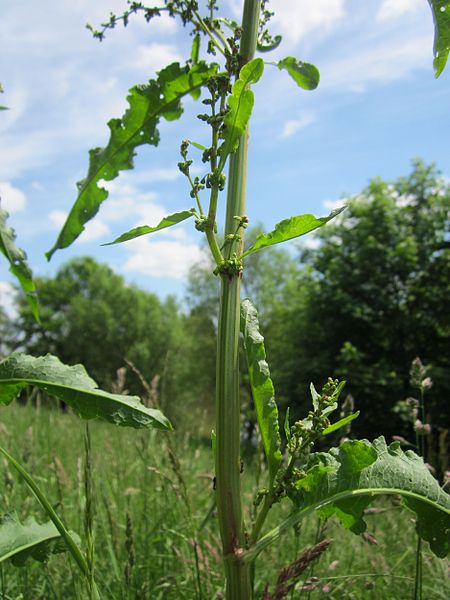 File:20130527Ampfer Saarbruecken3.jpg