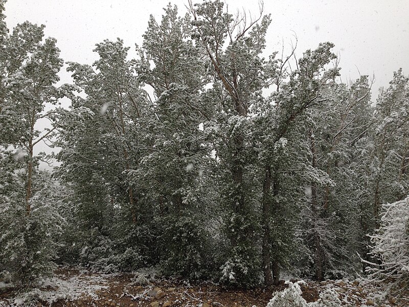 File:2014-06-17 08 35 20 Snow in June on Poplars with summer foliage at the Thomas Canyon Campground in Lamoille Canyon, Nevada.jpg