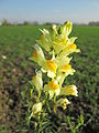 Льнянка обыкновенная (Linaria vulgaris)