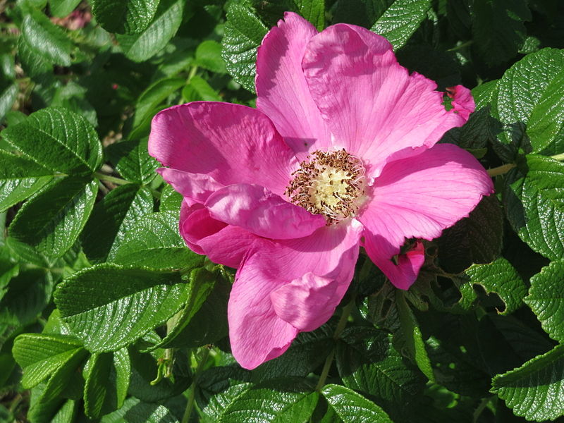 File:20150515Rosa rugosa.jpg